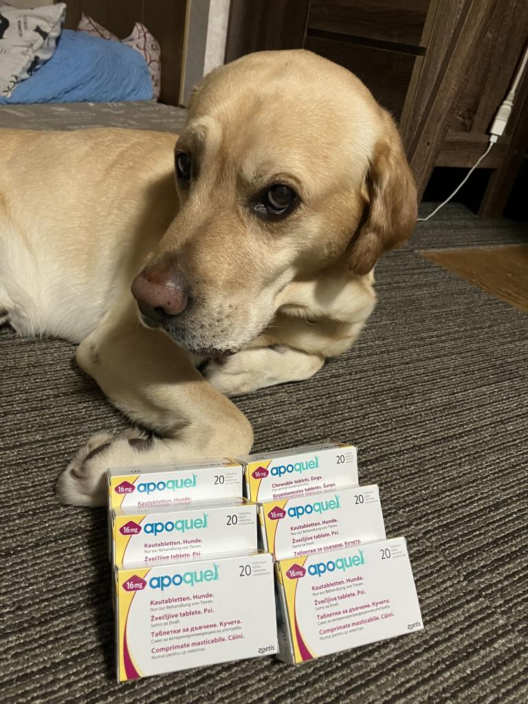 アポキルチュアブル16mgレビュー｜犬猫ペットのお薬通販うさパラ