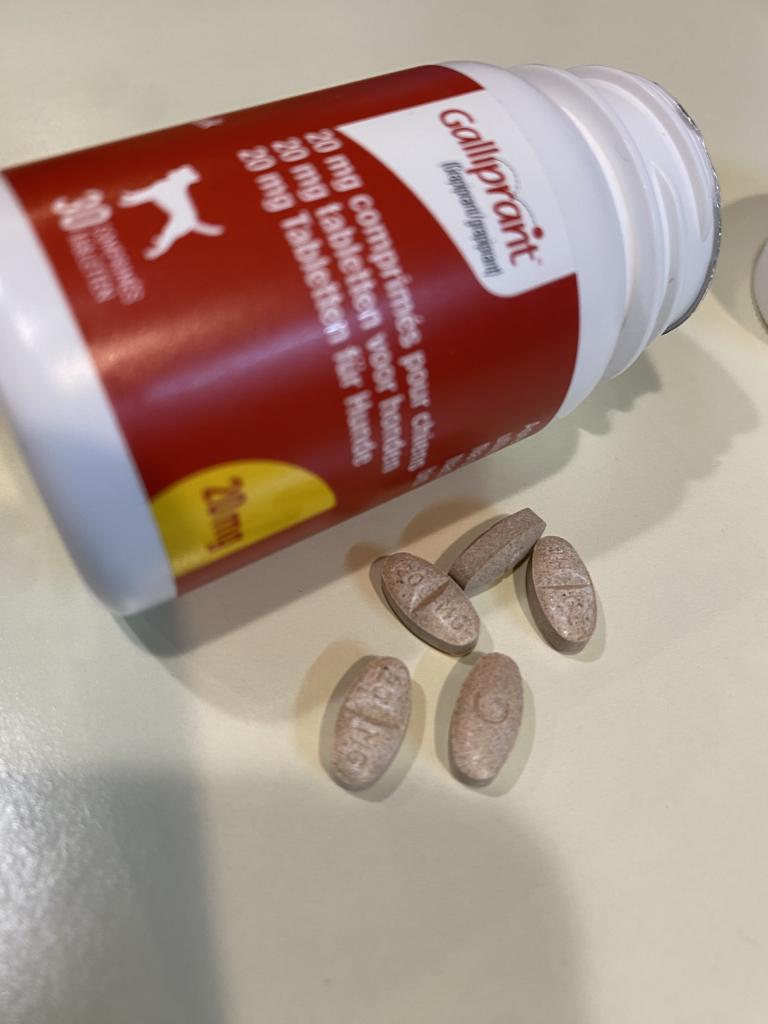 ガリプラント20mg通販｜痛み止め・抗炎症剤｜犬｜ペットのお薬うさパラ