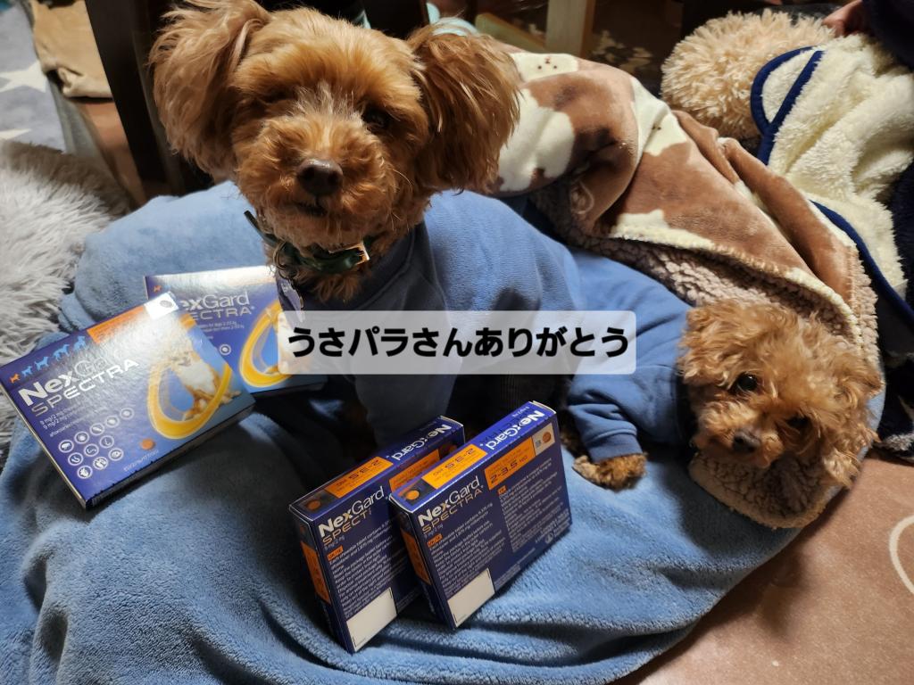 ネクスガードスペクトラ（2～3.5kg）レビュー｜犬猫ペットのお薬通販