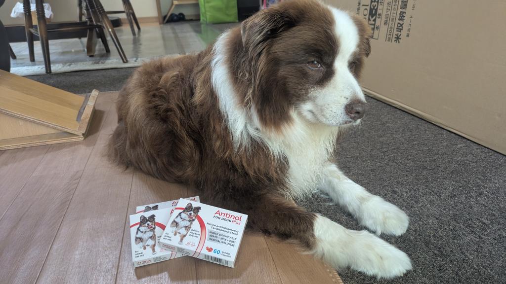 アンチノールプラス犬用60カプセル（ドイツ製）通販｜サプリメント｜犬