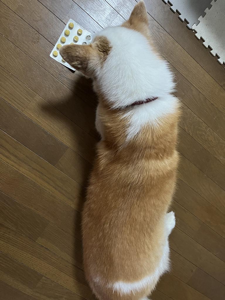 アクティベート 中・大型犬用 錠剤45錠(小型犬はカットして使用可能 お得です) VetPlus アクティベート（中・大型犬用／10kg～）レビュー｜犬猫ペット