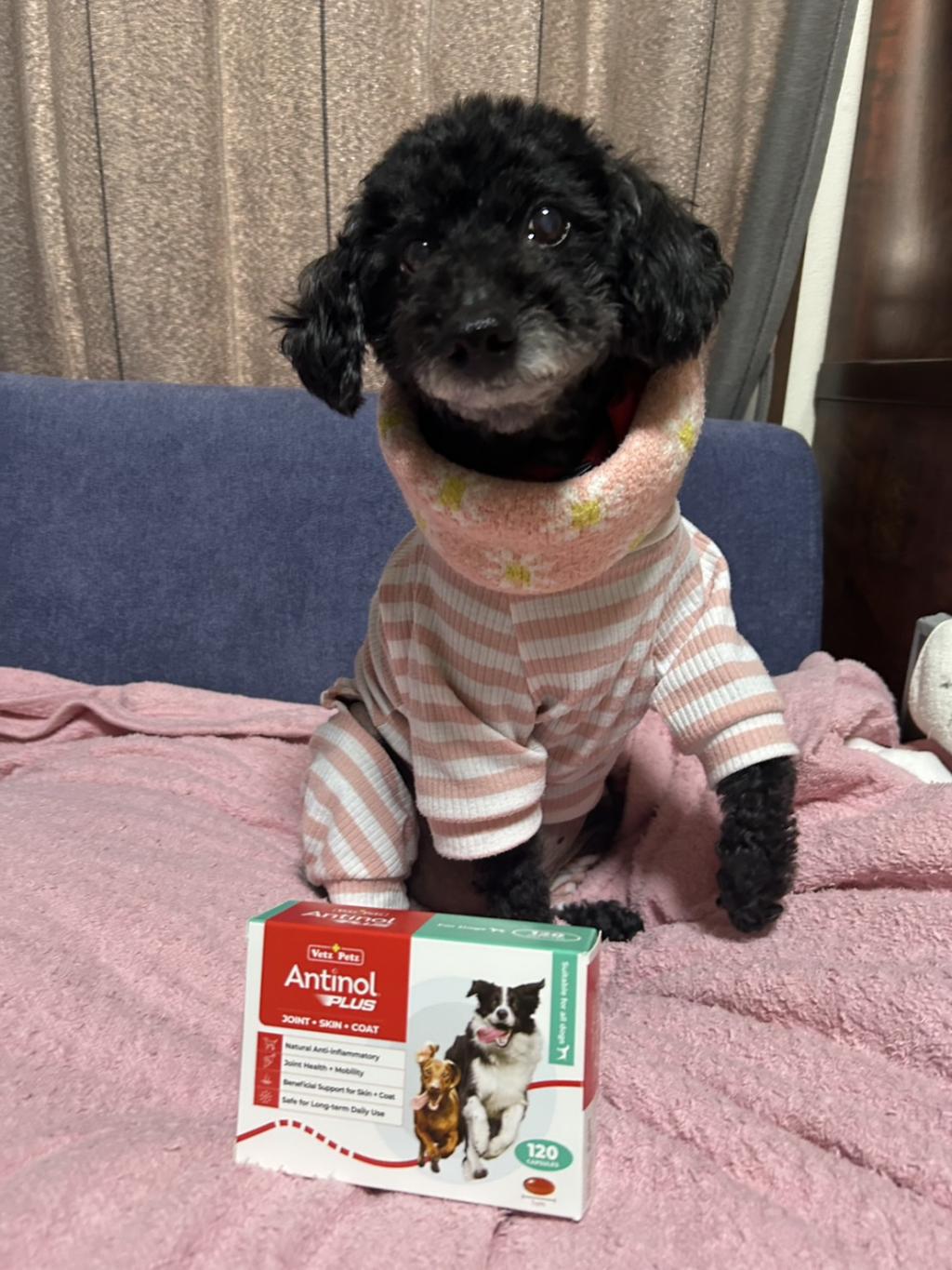 アンチノールプラス犬用120カプセル通販|サプリメント|犬 アンチノールプラス犬用120カプセル通販|サプリメント|犬